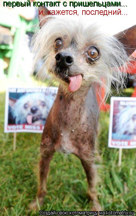 Котоматрица: первый контакт с пришельцами... и, кажется, последний...