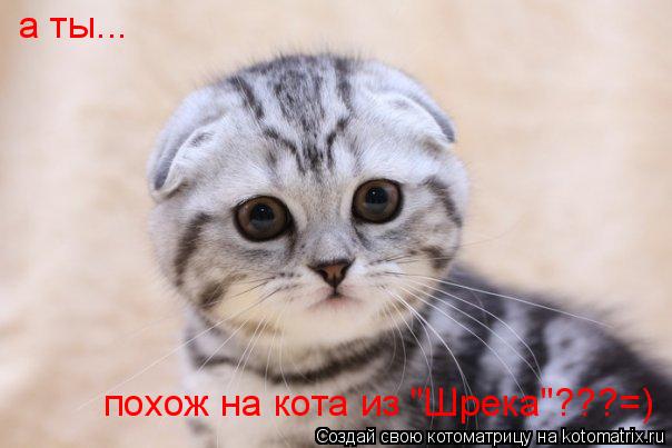 Котоматрица: а ты... похож на кота из "Шрека"???=)