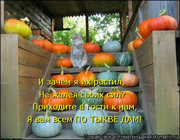 И зачем я их растил, Не жалея своих сил? Приходите в гости к нам, Я вам всем ПО ТЫКВЕ ДАМ!... Котоматрица: И зачем я их растил, Не жалея своих сил? Приходите в гости к нам, Я вам всем ПО ТЫКВЕ ДАМ!