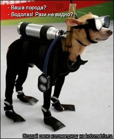 Котоматрица: - Ваша порода?  - Водолаз! Рази не видно?