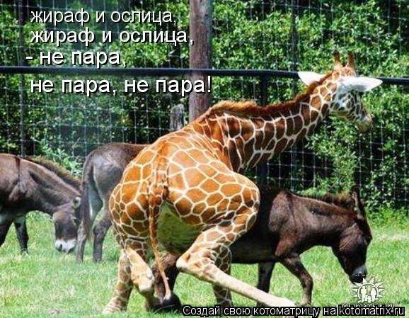 Котоматрица: жираф и ослица, жираф и ослица, - не пара, не пара, не пара!