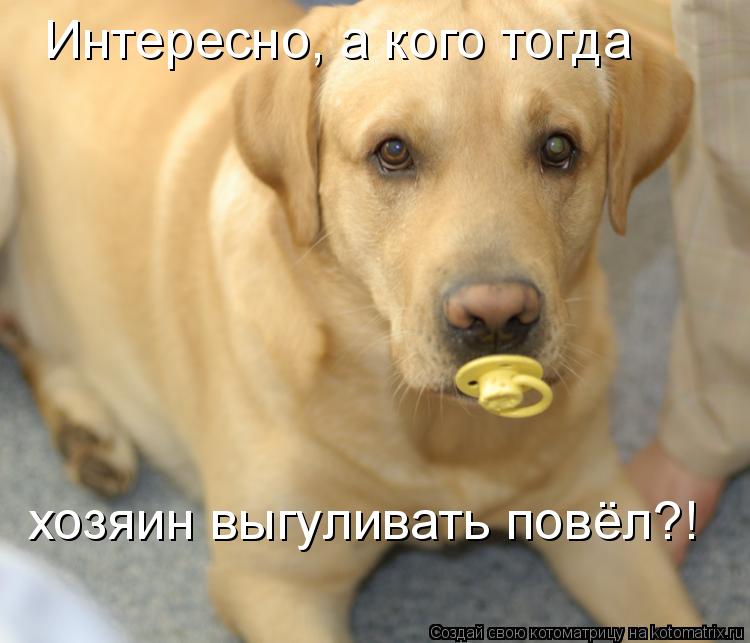 Интересно, а кого тогда хозяин выгуливать повёл?!... Котоматрица: Интересно, а кого тогда хозяин выгуливать повёл?!