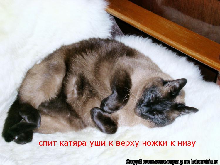 Котоматрица: спит катяра уши к верху ножки к низу