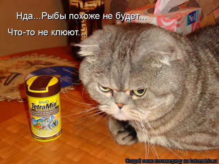 Котоматрица: Нда...Рыбы похоже не будет... Что-то не клюют...