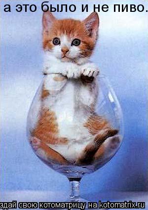 Котоматрица: а это было и не пиво...