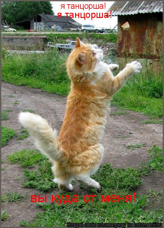 Котоматрица: я танцорша! я танцорша! вы куда от меня!