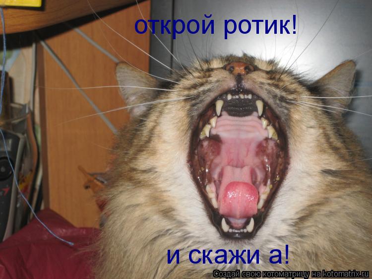 Котоматрица: открой ротик! и скажи а!