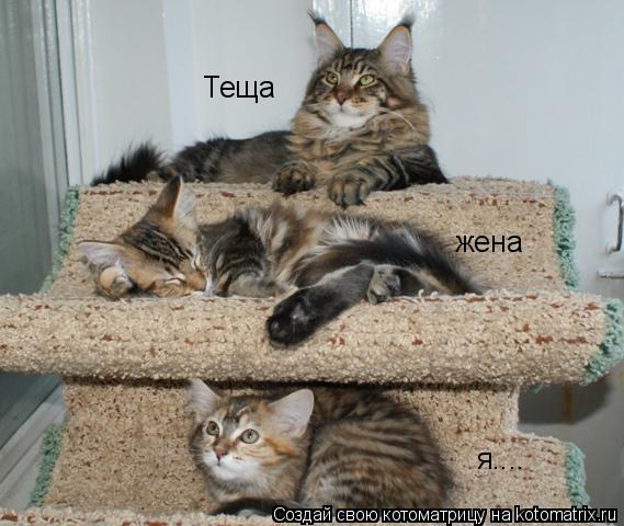 Котоматрица: Теща жена я....
