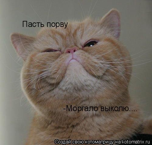 Котоматрица: Пасть порву -Моргало выколю....