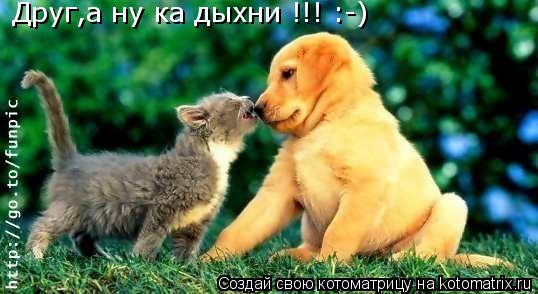 Котоматрица: Друг,а ну ка дыхни !!! :-)