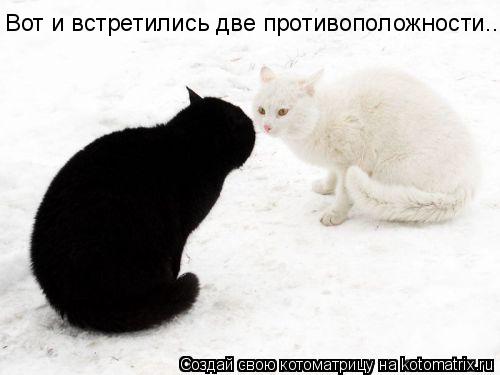 Котоматрица: Вот и встретились две противоположности...