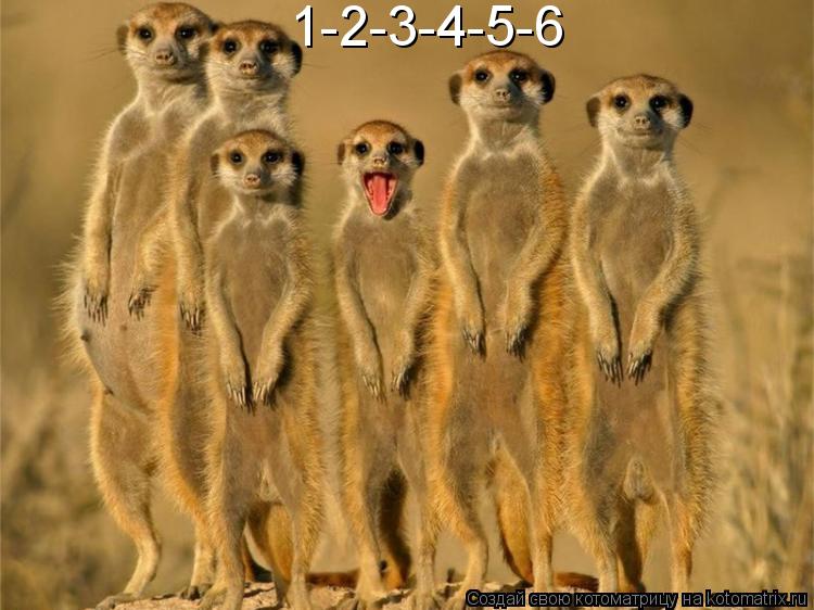 Котоматрица: 1-2-3-4-5-6