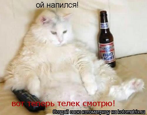 Котоматрица: ой напился! вот теперь телек смотрю!