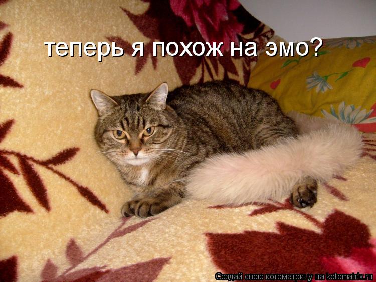 Котоматрица: теперь я похож на эмо?