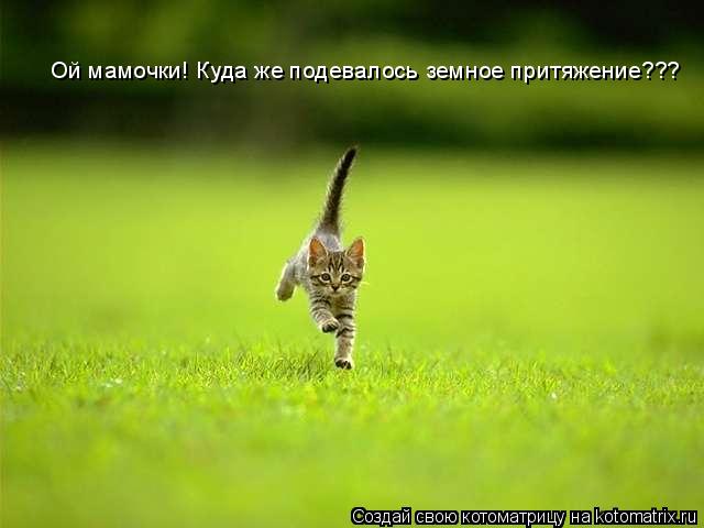 Котоматрица: Ой мамочки! Куда же подевалось земное притяжение???