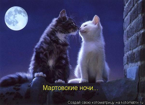 Котоматрица: Мартовские ночи...