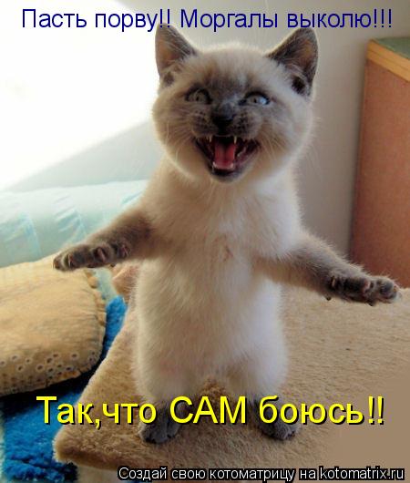 Котоматрица: Пасть порву!! Моргалы выколю!!!   Так,что САМ боюсь!!