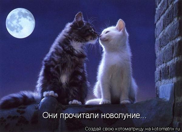Котоматрица: Они прочитали новолуние...