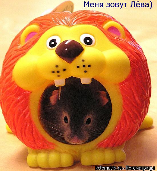 Котоматрица: Меня зовут Лёва)