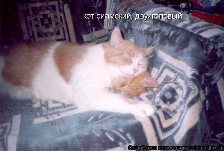 Котоматрица: кот сиамский, двухголовый