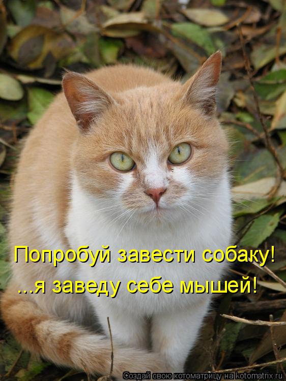 Котоматрица: Попробуй завести собаку! ...я заведу себе мышей!