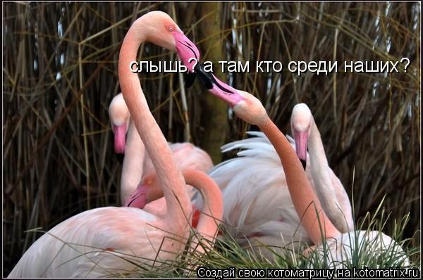 Котоматрица: слышь? а там кто среди наших?