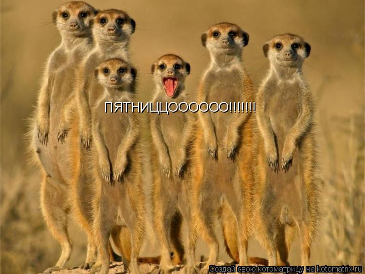 Котоматрица: ПЯТНИЦЦОООООО!!!!!!!