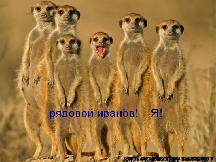 Котоматрица: рядовой иванов!    Я!