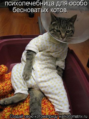 Котоматрица: психолечебница для особо бесноватых котов.  бесноватых котов.