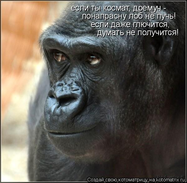 Котоматрица: если ты космат, дремуч - понапрасну лоб не пучь! если даже глючится, думать не получится!