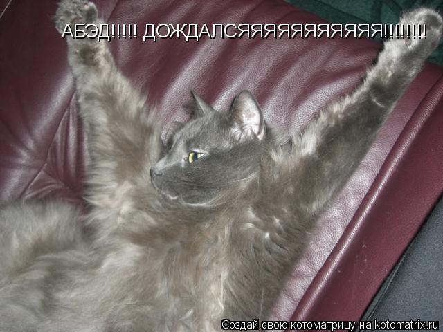 Котоматрица: АБЭД!!!!! ДОЖДАЛСЯЯЯЯЯЯЯЯЯЯЯ!!!!!!!!