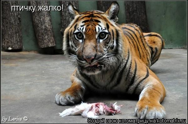 Котоматрица: птичку жалко!