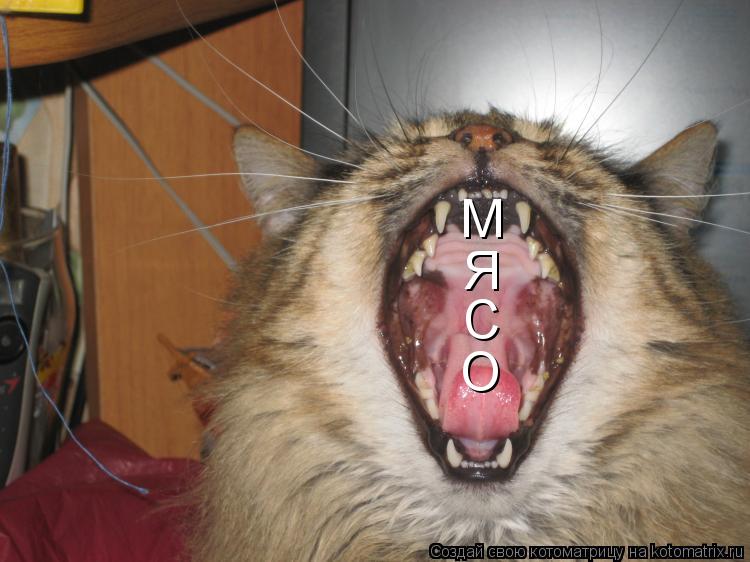 Котоматрица: М Я С О