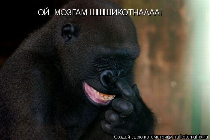 Котоматрица: ОЙ, МОЗГАМ ШШШИКОТНАААА!