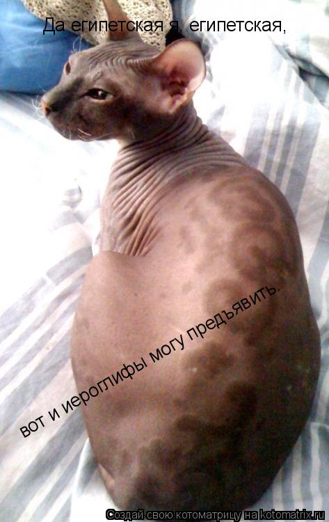 Котоматрица: Да египетская я, египетская, вот и иероглифы могу предъявить.