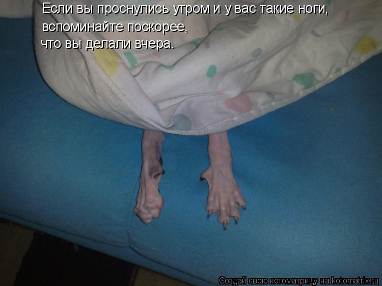 Котоматрица: Если вы проснулись утром и у вас такие ноги, вспоминайте поскорее, что вы делали вчера.