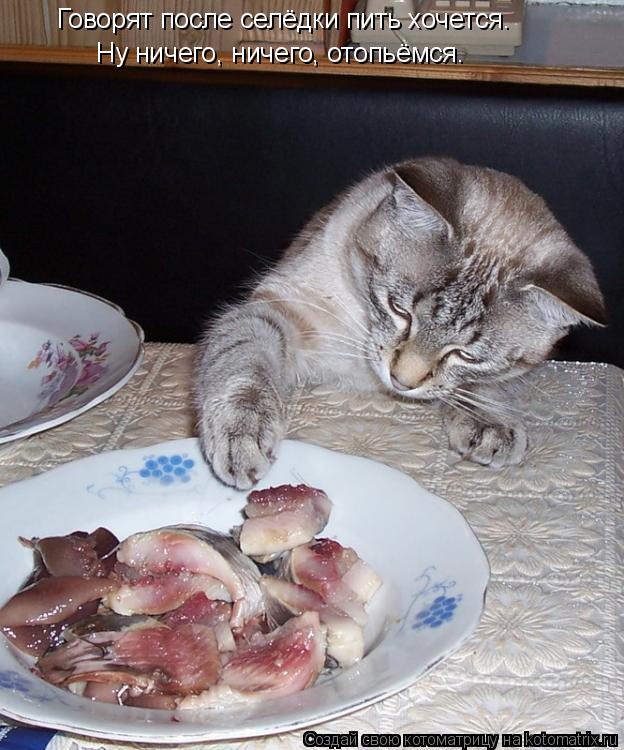 Котоматрица: Говорят после селёдки пить хочется. Ну ничего, ничего, отопьёмся.