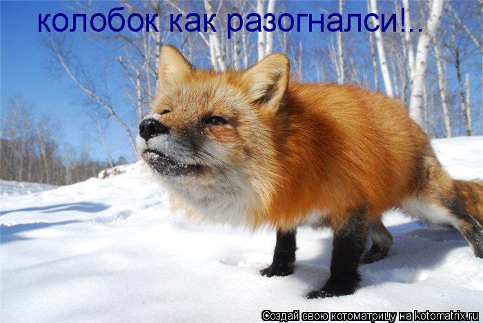 Котоматрица: колобок как разогналси!..