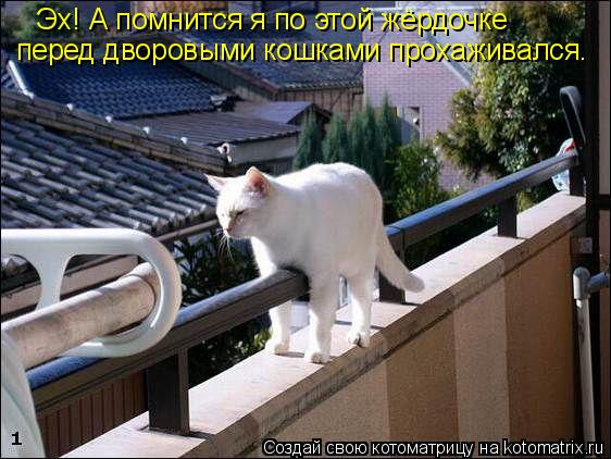 Котоматрица: Эх! А помнится я по этой жёрдочке перед дворовыми кошками прохаживался.
