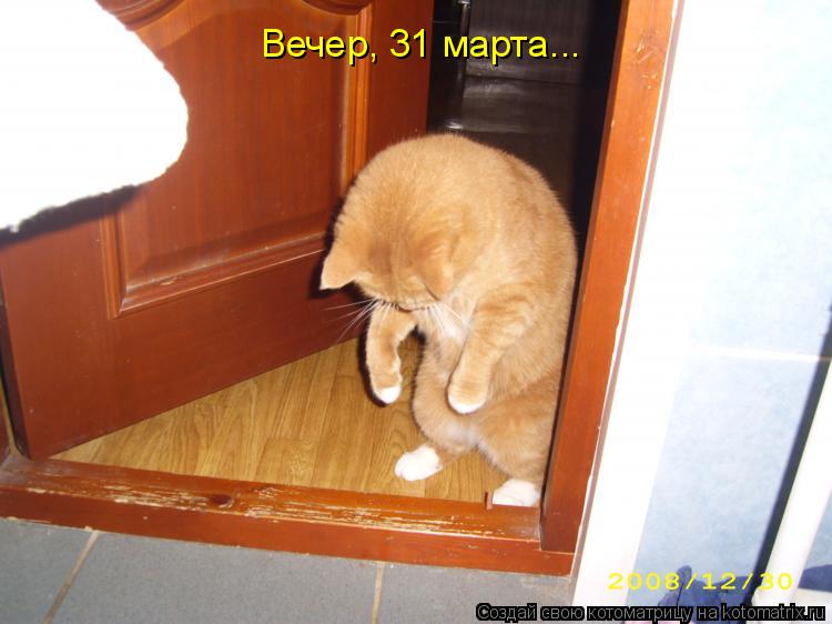 Котоматрица: Вечер, 31 марта...