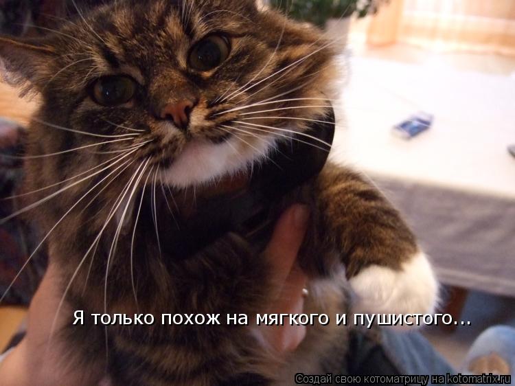 Котоматрица: Я только похож на мягкого и пушистого...