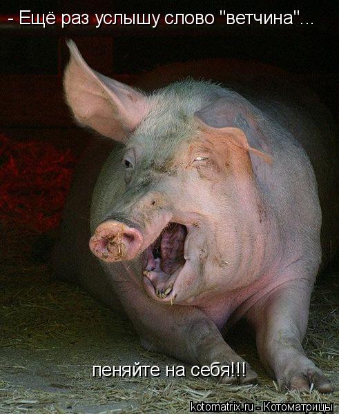 Котоматрица: - Ещё раз услышу слово "ветчина"... пеняйте на себя!!!