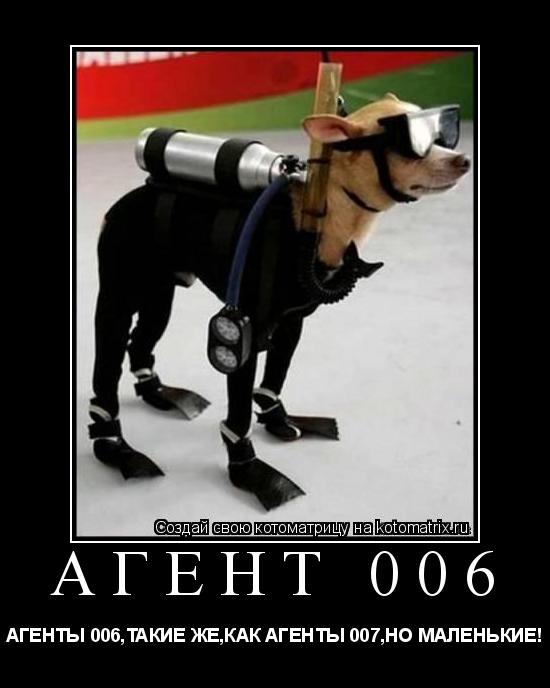 Котоматрица: АГЕНТ 006 АГЕНТЫ 006,ТАКИЕ ЖЕ,КАК АГЕНТЫ 007,НО МАЛЕНЬКИЕ!