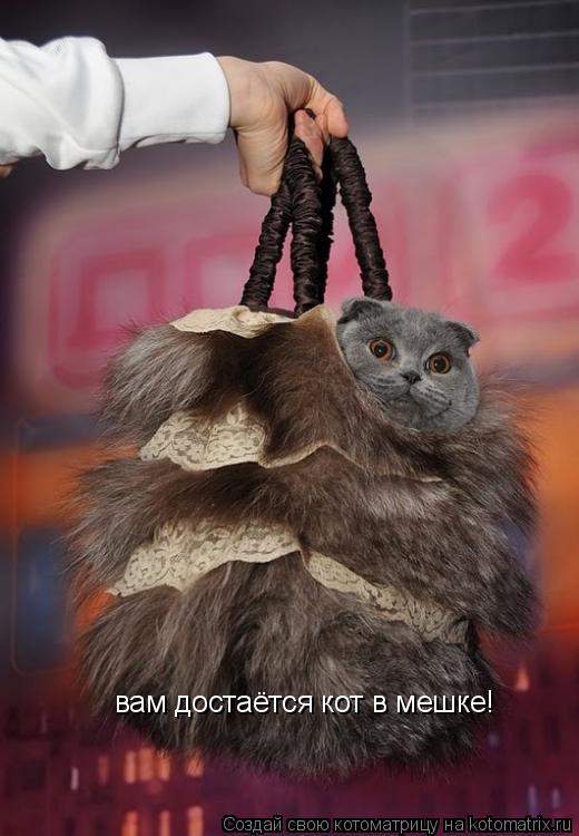 Котоматрица: вам достаётся кот в мешке!