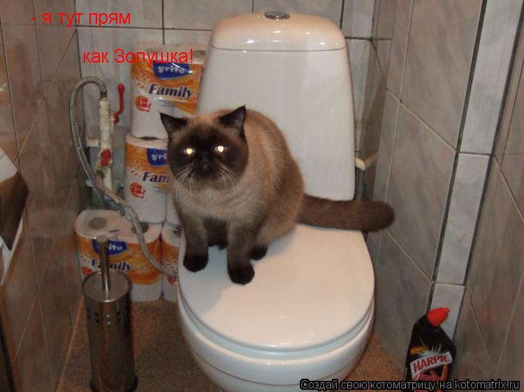 Котоматрица: - я тут прям как Золушка!