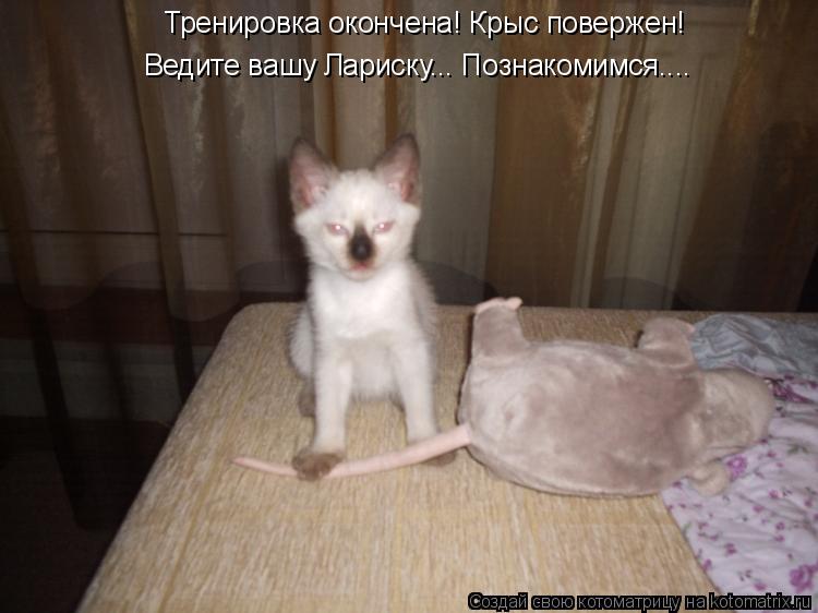 Котоматрица: Тренировка окончена! Крыс повержен!  Ведите вашу Лариску... Познакомимся....