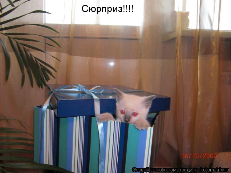 Котоматрица: Сюрприз!!!!