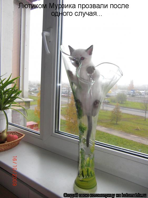Котоматрица: Лютиком Мурзика прозвали после  одного случая...