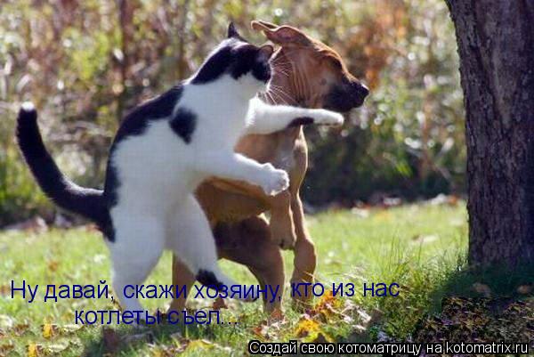 Котоматрица: Ну давай, скажи хозяину, кто из нас  котлеты съел...