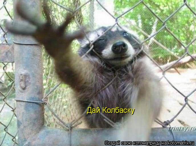 Котоматрица: Дай Колбаску